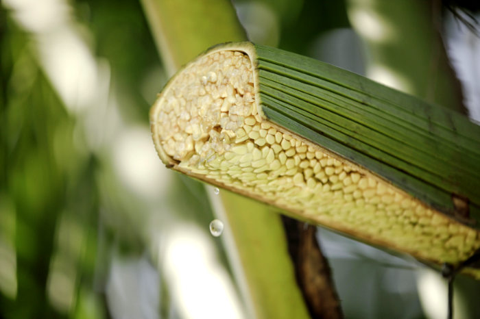 Single-origin coconut flower drink